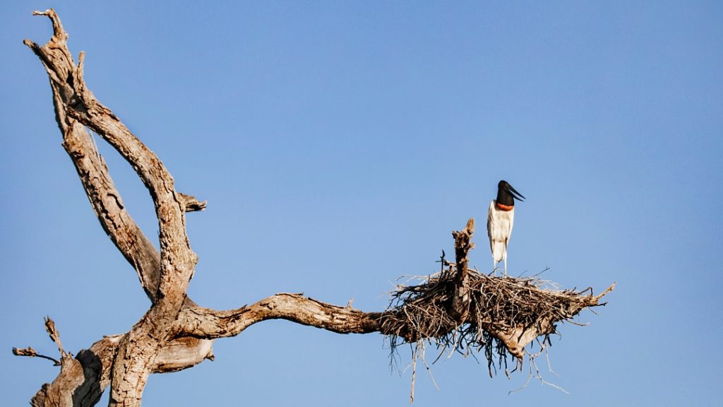 The Fauna and Flora of the Pantanal Wild Jaguar Safaris