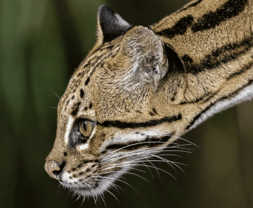 Safari Selvagem Jaguatirica