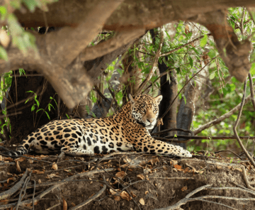 Jaguar Safari Tour Fotográfico