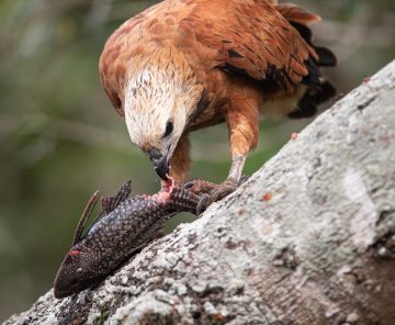 Pantanal Tour fotográfico