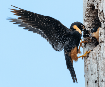 Pássaros do Pantanal