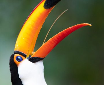 Pantanal & Jaguars | Workshop Photography