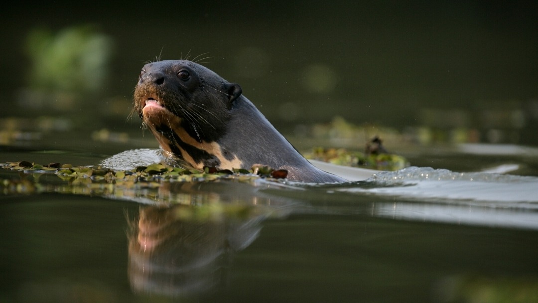 Personalize your North Pantanal vacation with Wild Jaguar Safari