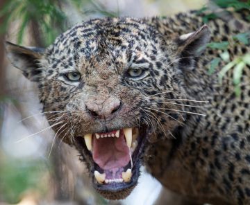 Jaguar &  Passeio fotográfico de jaguatirica