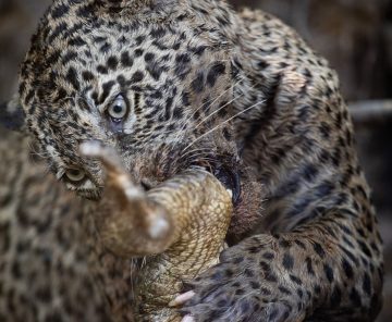 Especial Jaguars | Workshop Photography