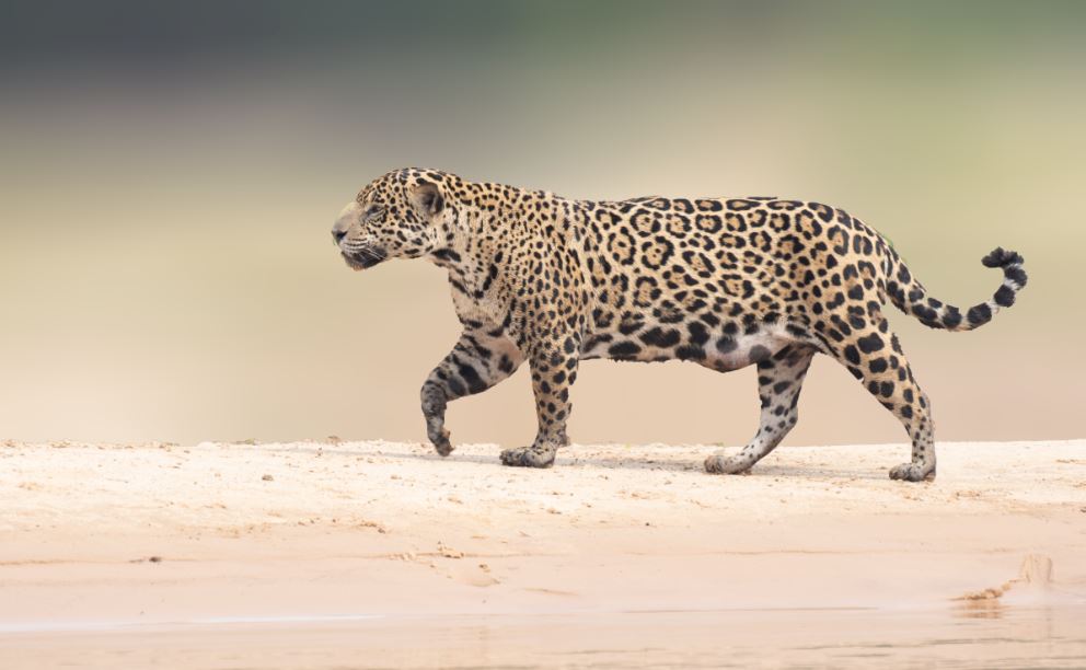 Types of photo on jaguar safari