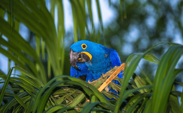 Plants of the Pantanal: meet the most incredible species