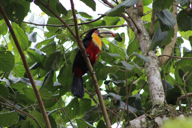 Como fazer uma viagem para o Pantanal de forma barata?