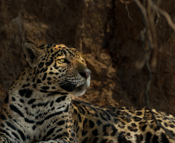 Ocelot & Jaguar Photography Safari