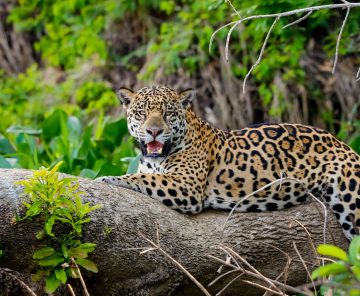 Pantanal Jaguar Tour