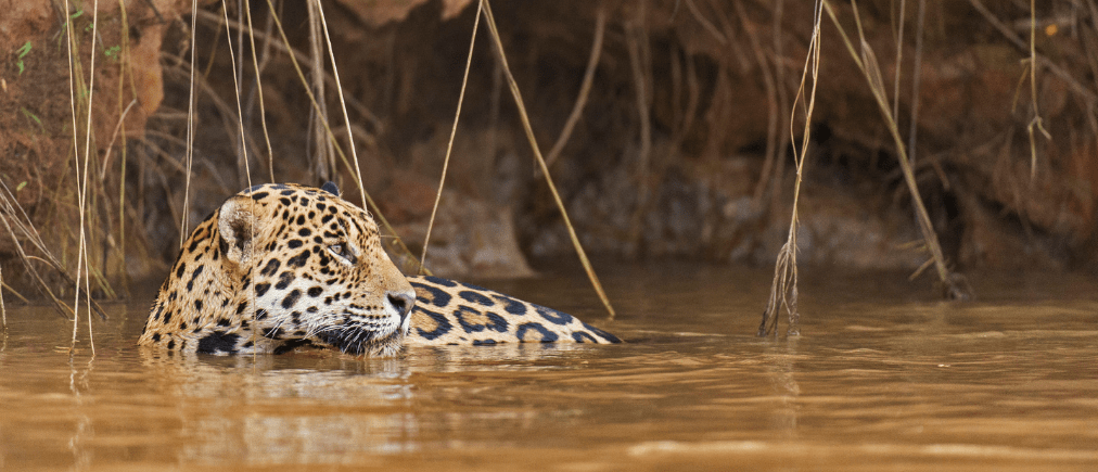 Pantanal Original Tour