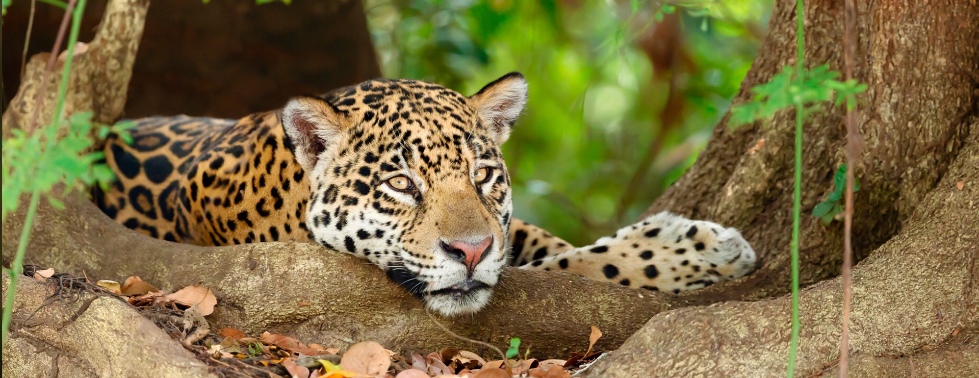 jaguar