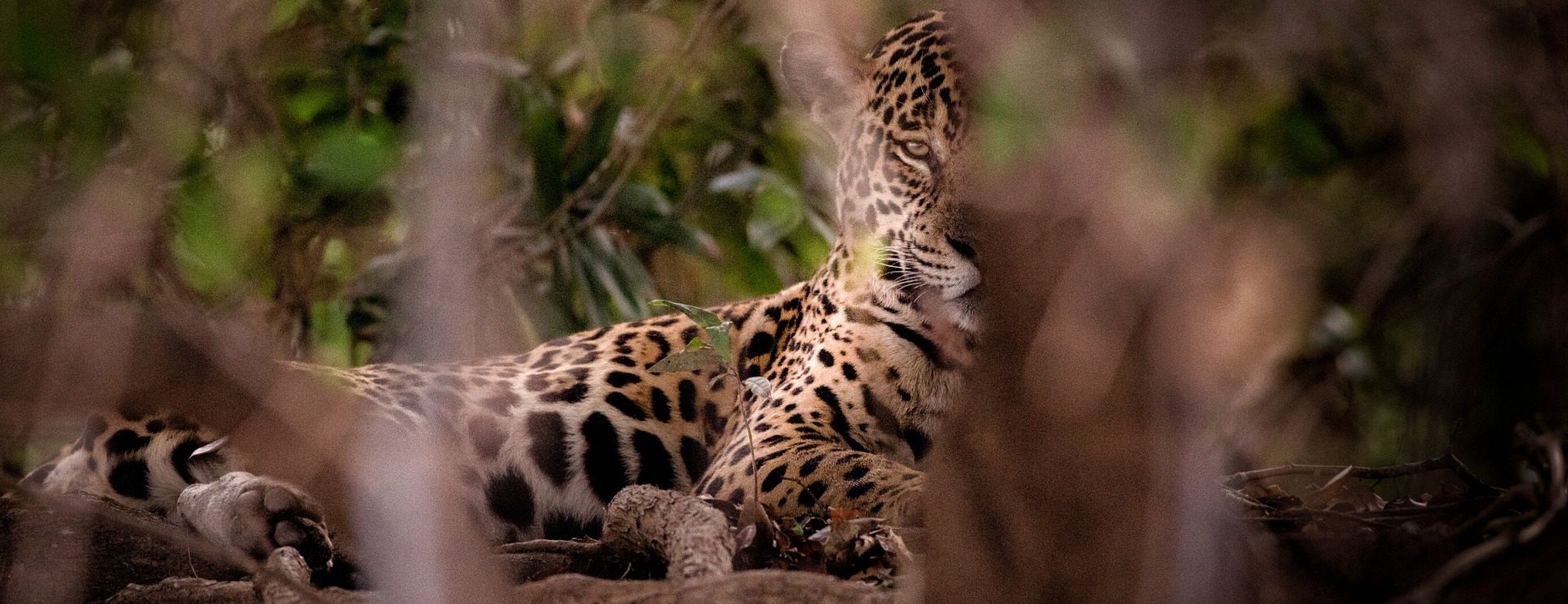 jaguar