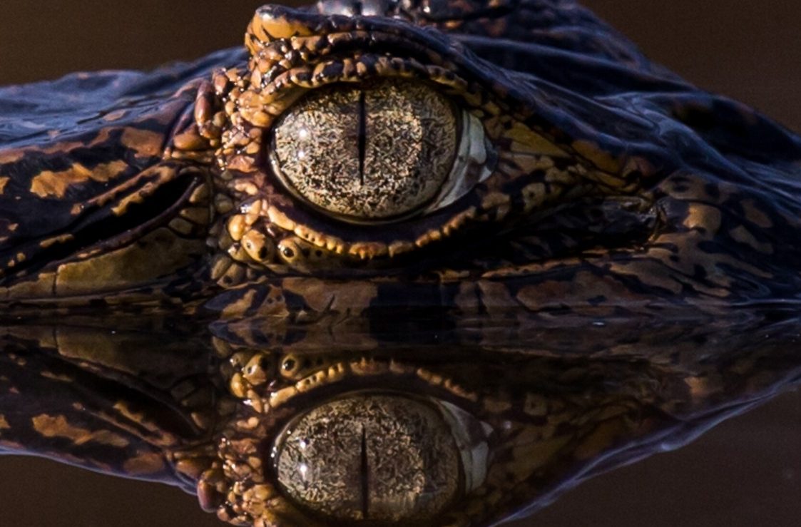 alligator