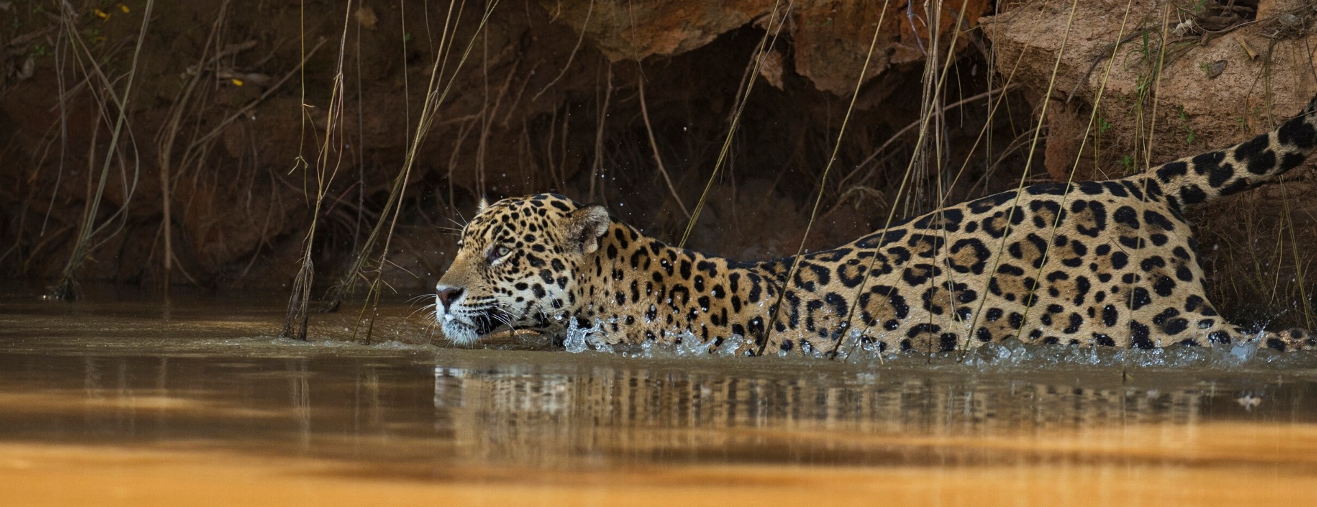 jaguar