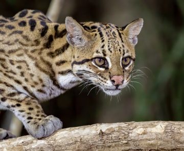 Jaguar & Ocelot PhotoSafari