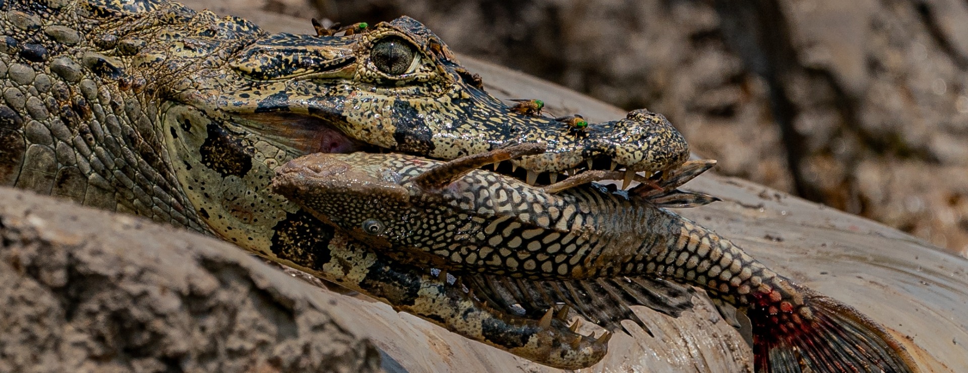 alligator