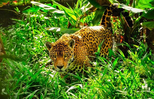 Where to find the jaguar