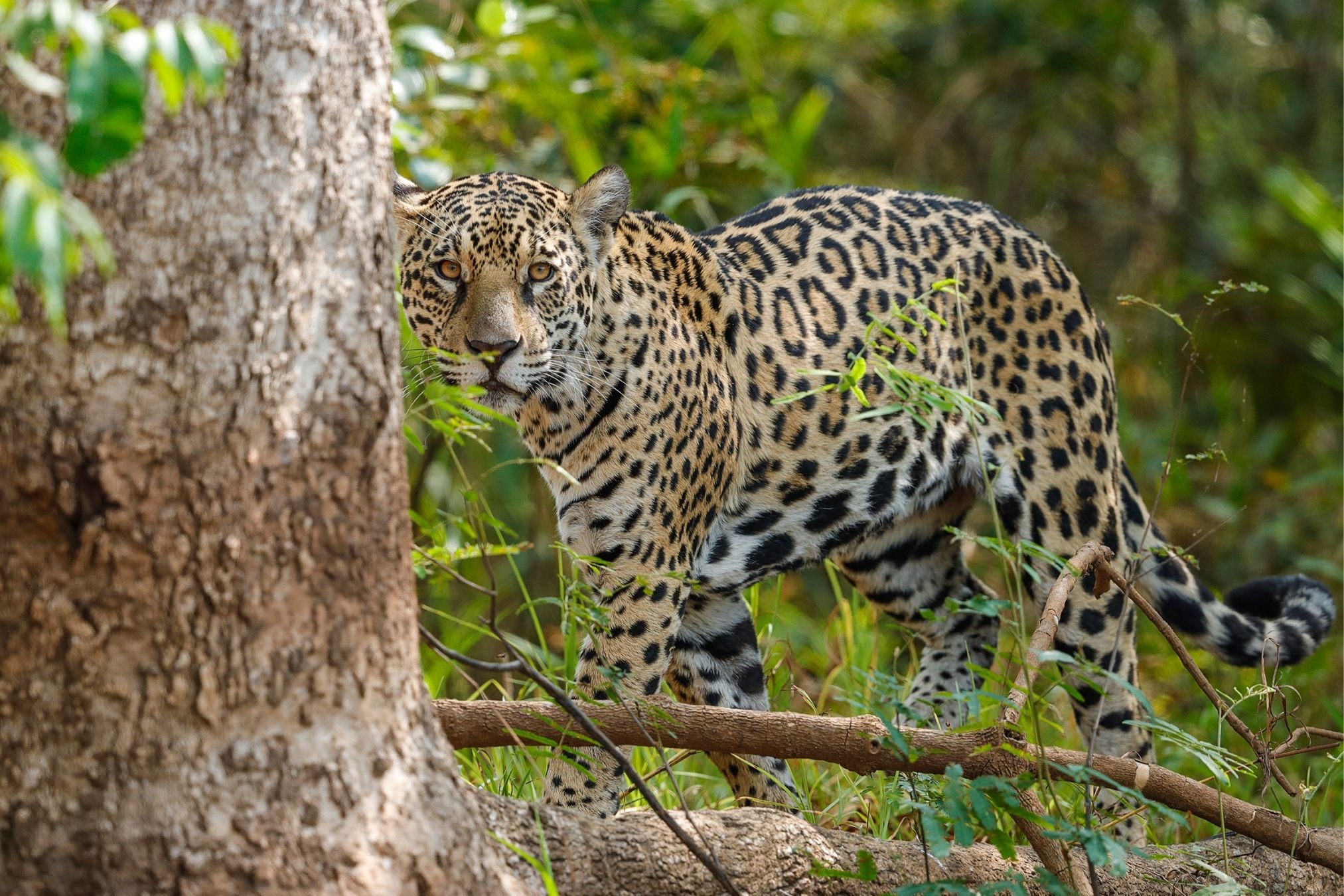 jaguar