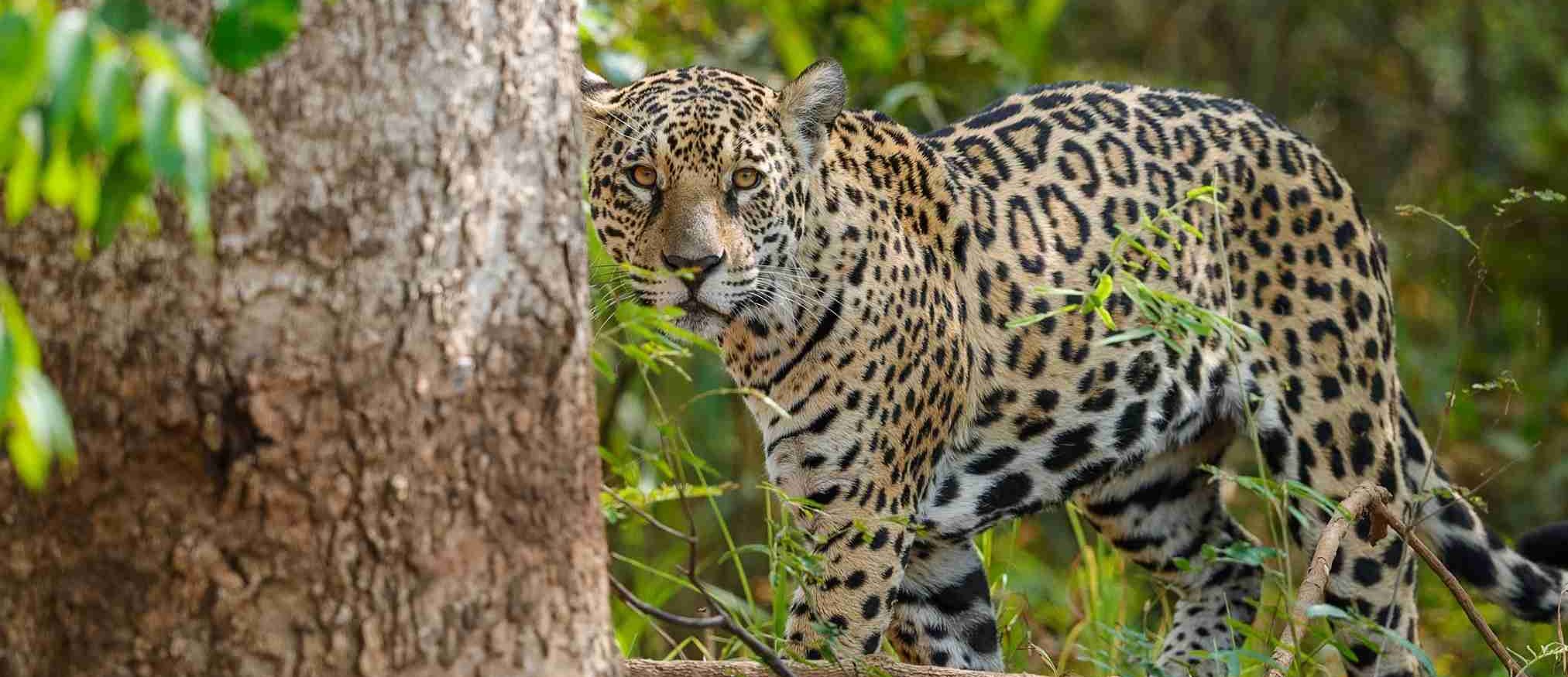 Pantanal Wildlife Holiday