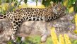 Pantanal Wildlife Holiday: 7 tips to create the best itinerary&nbsp;