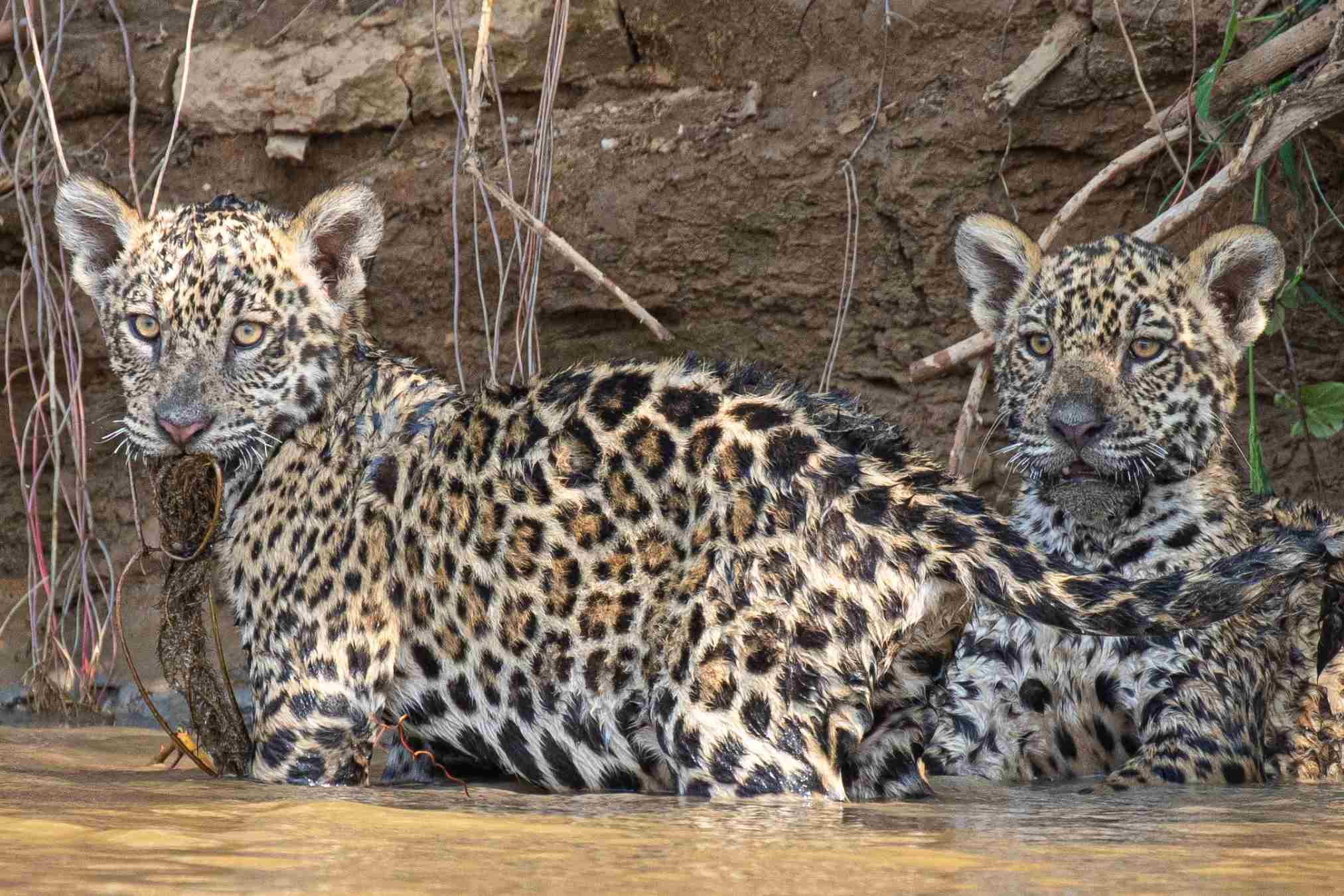 Tour in the Pantanal