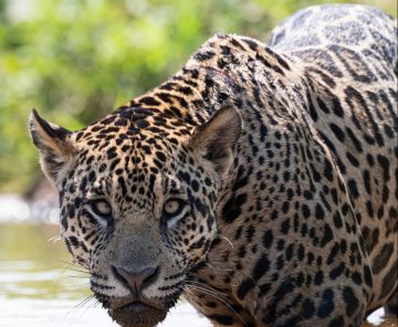 Pantanal Jaguar Safari